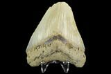 Bargain, Fossil Megalodon Tooth - North Carolina #124824-2